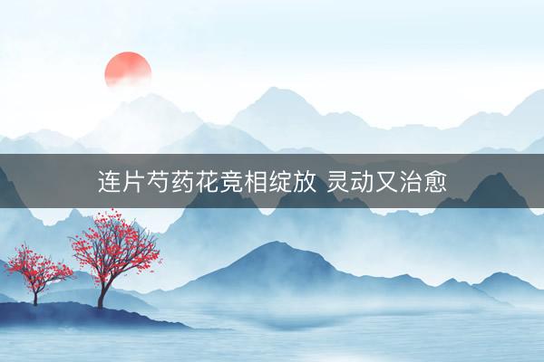 连片芍药花竞相绽放 灵动又治愈